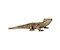 Wild Life im Regenwald 100 Teile (inkl. Figur)