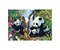 Pandafamilie am Wasserfall