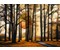 Magischer Wald