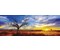 Desert Oak at Sunset, Northern Territory, Australia