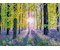 Zarte Glockenblumen im Wald 
