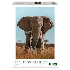 Afrikanischer Elefant (Donal Boyd)