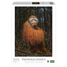 Orang-Utan  (Donal Boyd)