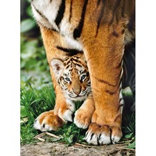Baby Tiger