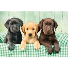 3 Labradore