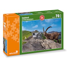 Steinbock auf dem Rotsteinpass NEU