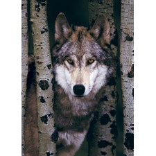 Gray Wolf