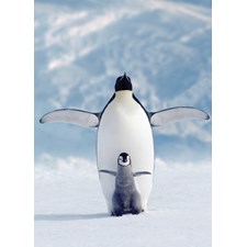 Pinguin mit Baby