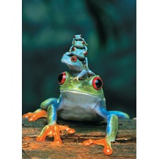 Red Eyed Tree Frog