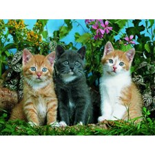 Drei Hauskatzen