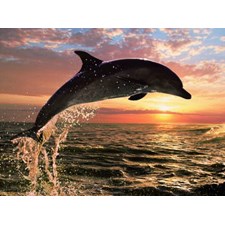 Delfin im Abendrot