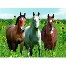 Pferde im Sonnenblumenfeld