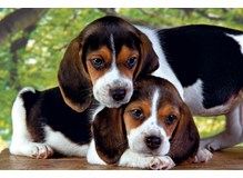 Hunde