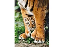 Baby Tiger