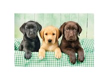 3 Labradore