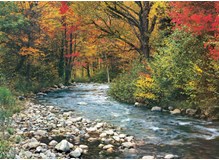 Fluss im Wald