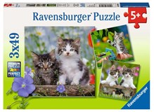 Süsse Samtpfötchen