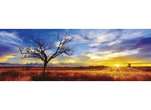 Desert Oak at Sunset, Northern Territory, Australia